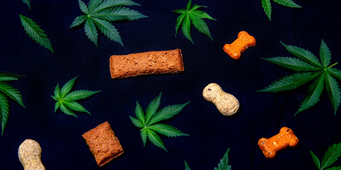 Can CBD Support Our Aging Pets? The Research Says: "Woof!"